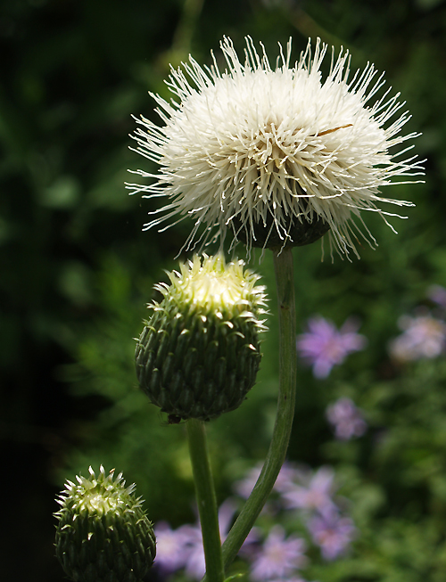 SERRATULA LYCOPIFOLIA