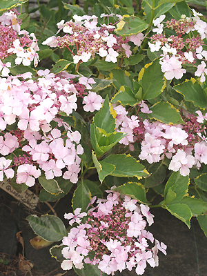 HYDRANGEA MACROPHYLLA 'QUADRICOLOR'