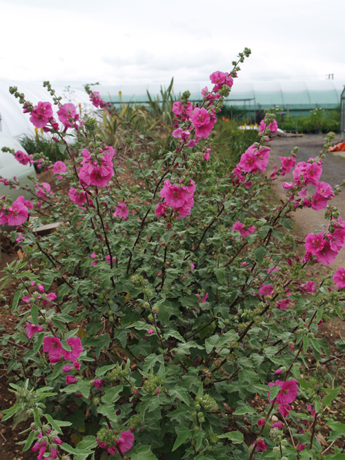 LAVATERA x CLEMENTII 'PINK FRILLS'