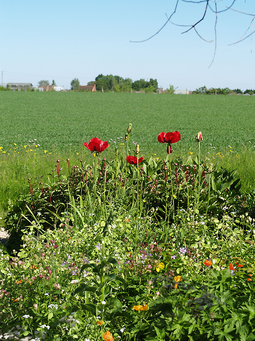 PAPAVER ORIENTALE 'GUARDSMAN'