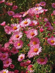 [SYMPNAHP] SYMPHYOTRICHUM NOVAE-ANGLIAE 'HARRINGTON'S PINK'