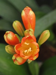 [CLIVMWLM] CLIVIA MINIATA 'WIDE LEAF MONK'