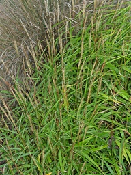 [MISCONVA] MISCANTHUS OLIGOSTACHYS 'NANUS'