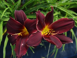 [HEMEAMR] HEMEROCALLIS 'AMERICAN REVOLUTION'