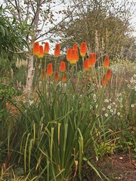 [KNIPNG] KNIPHOFIA 'NOVEMBER GLORY'