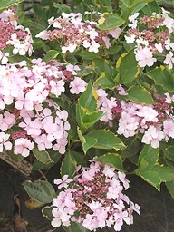 [HYDRMQ] HYDRANGEA MACROPHYLLA 'QUADRICOLOR'