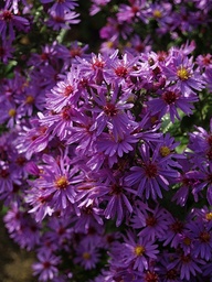 [SYMPPURP] SYMPHYOTRICHUM 'PRAIRIE PURPLE'
