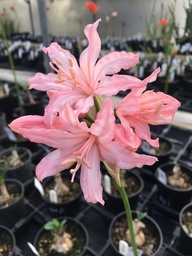 [NERIPAR] NERINE 'PARAGON'