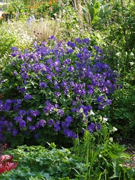 [GERASABB] GERANIUM 'SABANI BLUE'