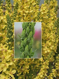 [VERBCYK] VERBASCUM 'CHRISTO'S YELLOW LIGHTNING'