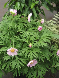 [PAEOVVW] PAEONIA VEITCHII var.WOODWARDII