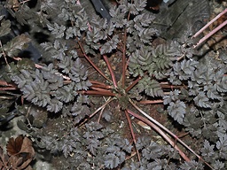 [ANTHSR] ANTHRISCUS SYLVESTRIS 'RAVENSWING'