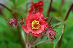 [GEUMFOP] GEUM 'FLAMES OF PASSION'