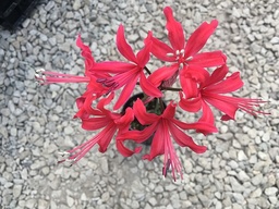 [NERIKYOT] NERINE 'KYOTO'