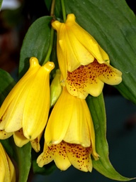 [TRICMSM] TRICYRTIS MACRANTHA subsp.MACRANTHOPSIS