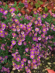 [ASTEAGEM] ASTER AGERATOIDES 'EZO MURASAKI'