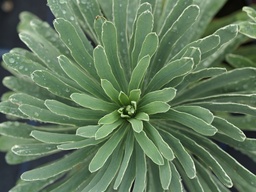 [EUPHCSSH] EUPHORBIA CHARACIAS 'SILVER SHADOW'