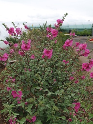 [LAVAOPF] LAVATERA x CLEMENTII 'PINK FRILLS'