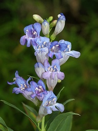 [PENSCVU] PENSTEMON CYANANTHUS var.UTAHENSIS