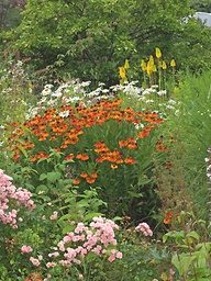 [HELESEF] HELENIUM 'SAHIN'S EARLY FLOWERER'