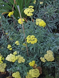 [ACHITA] ACHILLEA 'TAYGETEA'