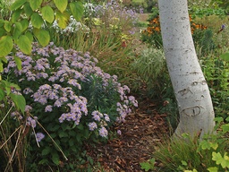 [ASTEAGASR] ASTER AGERATOIDES 'ASRAN'