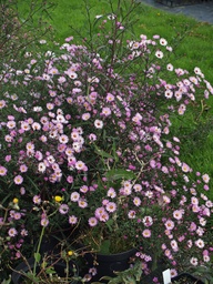 [SYMPPSK] SYMPHYOTRICHUM 'PRAIRIE SKY'