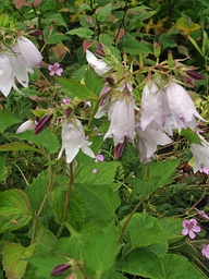 [CAMPCRYS] CAMPANULA 'CRYSTAL'