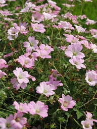 [GERADRM] GERANIUM 'DREAMLAND'