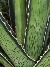 [AGAVL3] AGAVE LOPHANTHA CLONE 3.