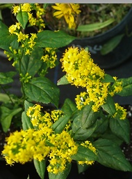 [SOLIFLAB] SOLIDAGO FLABELLIFORMIS