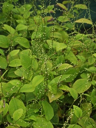 [PERSVFB] PERSICARIA VIRGINIANA var.FILIFORMIS 'BALLET'