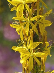 [ASPHL] ASPHODELINE LUTEA