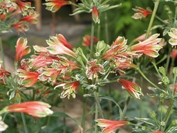 [ALSTPRS] ALSTROEMERIA PSITTACINA 'ROYAL STAR'