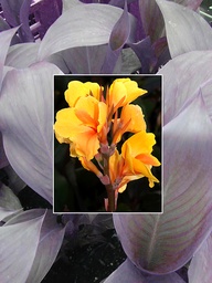 [CANNPB] CANNA 'PACIFIC BEAUTY'