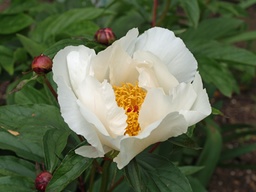 [PAEOLWW] PAEONIA LACTIFLORA 'WHITE WINGS'