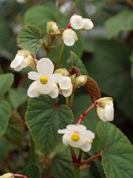 [BEGOGSEVA] BEGONIA GRANDIS subsp.EVANSIANA var.ALBA