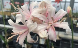 [NERISSW] NERINE 'SOLENT SWAN'