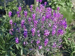 [ERYSBMAU] ERYSIMUM 'BOWLES' MAUVE'